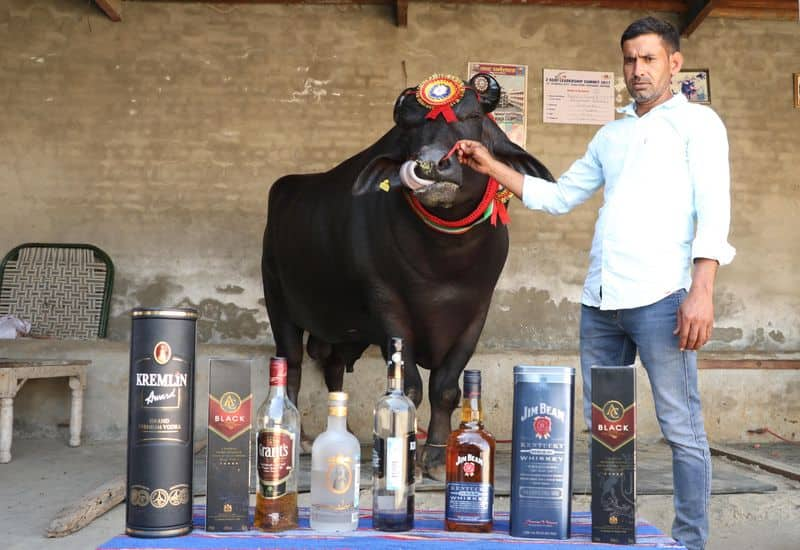 Sultan indias biggest  murrah buffalo dies of heart attack