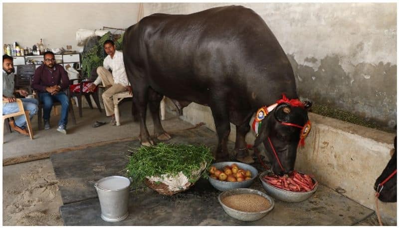 Sultan indias biggest  murrah buffalo dies of heart attack