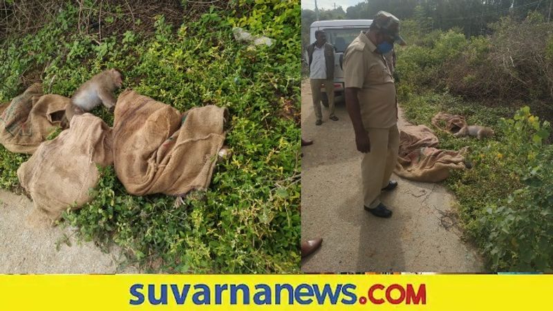 Mass Killing of Monkeys Spotted  Tamaka in Kolar  snr