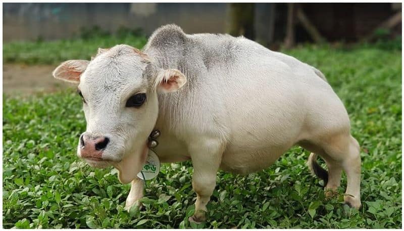 world smallest cow Rani dies