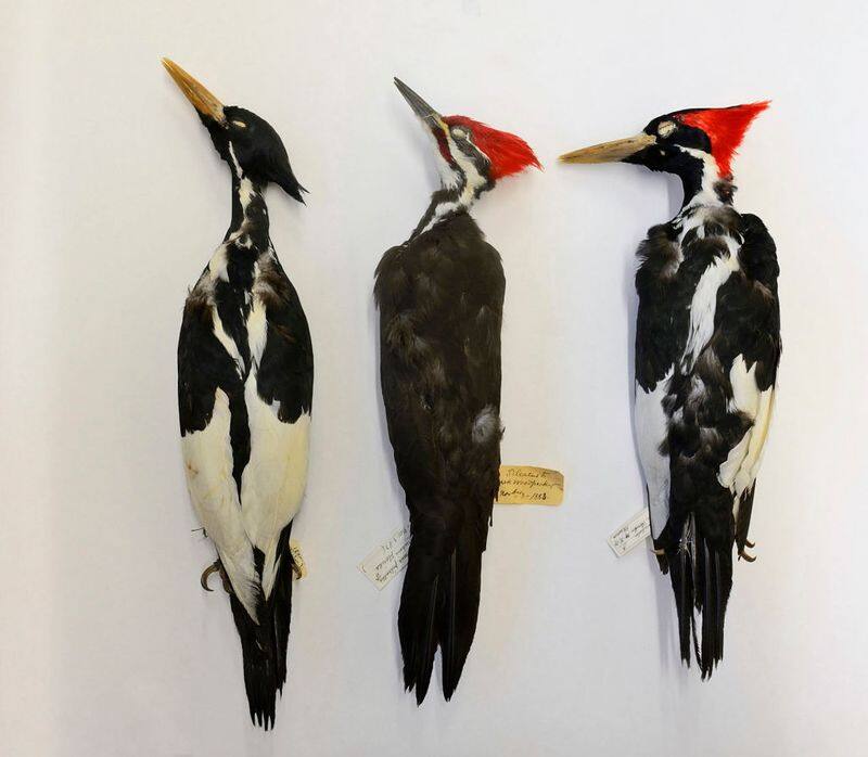 Ivory billed woodpecker 22 other birds fish and species to be declared extinct gcw