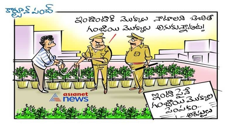 man Arrested For Growing Ganja Plants On Terrace