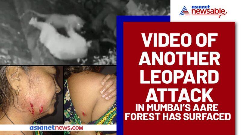 Mumbai Leopard attacks woman in Aarey area; second attack in three days-dnm