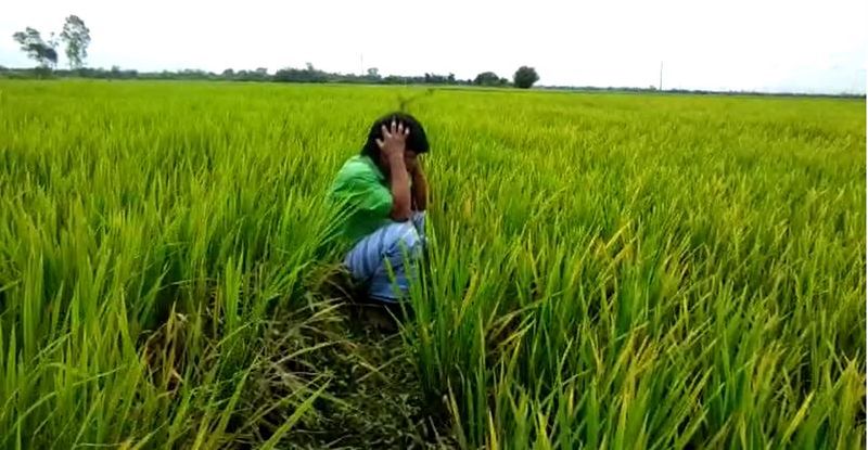 Rain effect Total 7.31 Lakh hector crop damage in Karnataka rbj