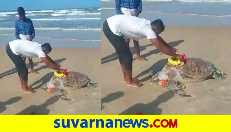 Funeral to Olive ridley sea turtle Dhareswhara uttara Kannada mah