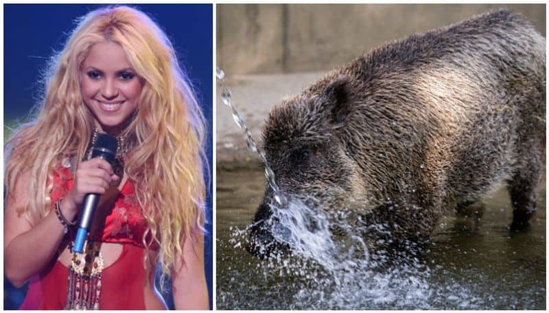 singer Shakira attacked by a pair of wild boars at park in Barcelona