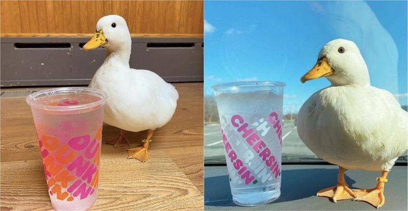 This duck earns three lakh rupees every month by tiktok channel videos