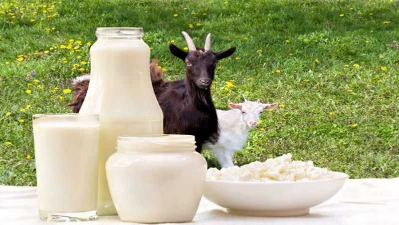 amazing benefits of goat milk for skin in tamil mks