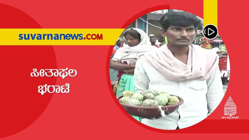 Custard Apple Season in Yadgir Leaves Fruit Lovers Delighted hls