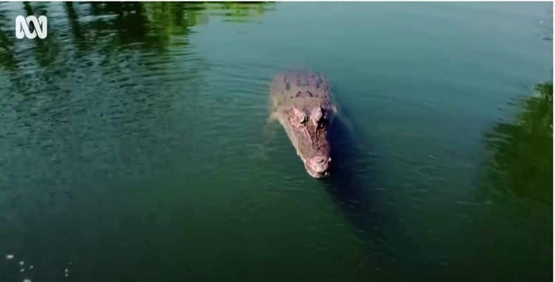 ABCs flying  drone is  taken down by croc in australia