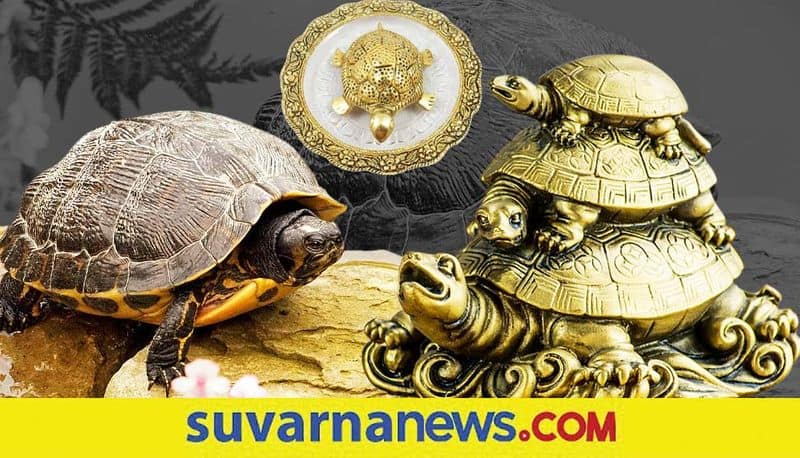 Tortoise vaastu tips that brings peace and prosperity