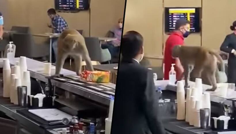 Monkey enters VIP lounge of IGI Airport; find out what happens next