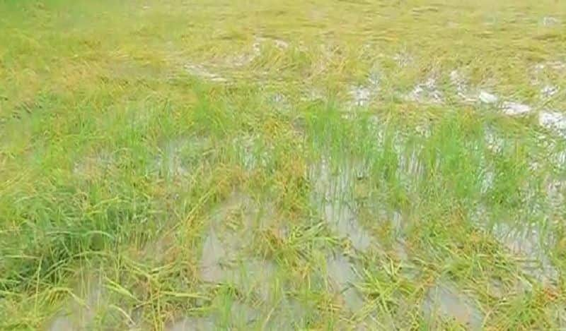 heavy rain in thiruvarur district 20 thousands acre paddy damage