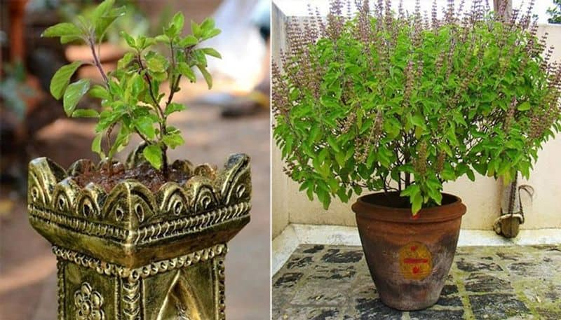 Basil Plants indicates home problems when tulasi plant leaves black follow this tips