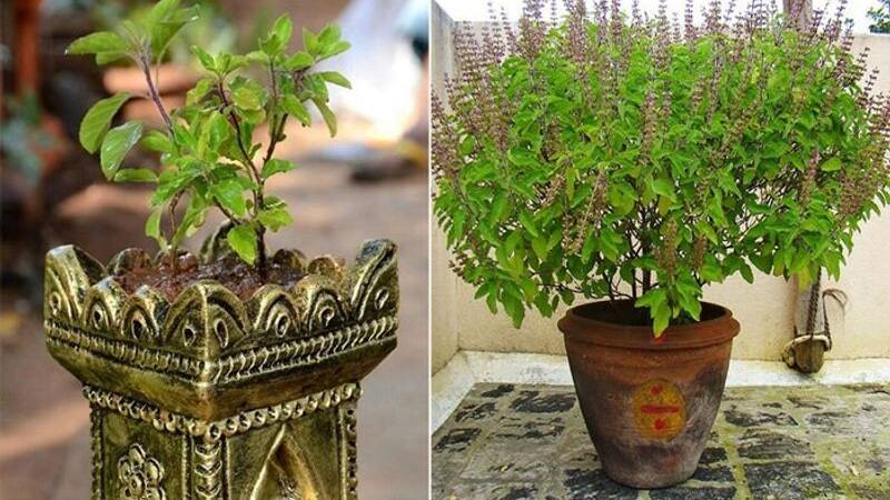 basil plant