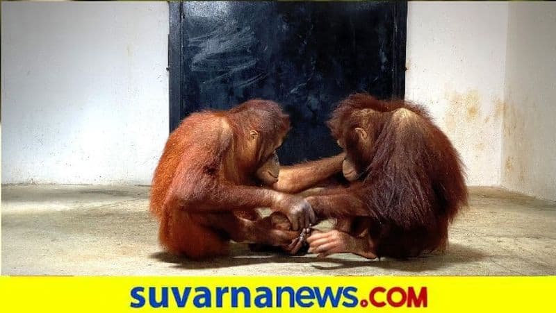 Mysuru zoo gets two gorillas  4 orangutans from Foreign snr