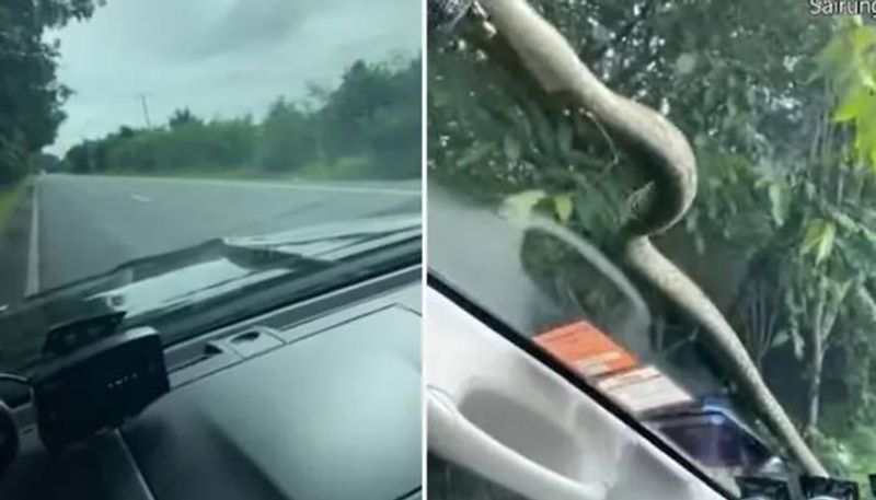 snake on the windscreen of a moving car