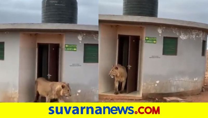 Video of lion emerging from public toilet leaves netizens awestruck mah