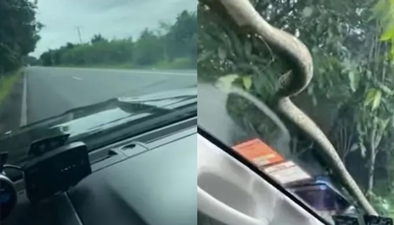 viral video of snake slithering on moving car wind glass