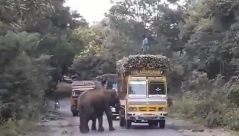 Mother elephant and baby search vehicles for sugarcane viral video