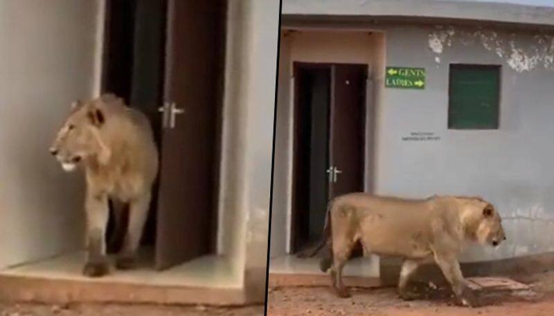 Lion walks out of public toilet; viral video stuns netizens - gps