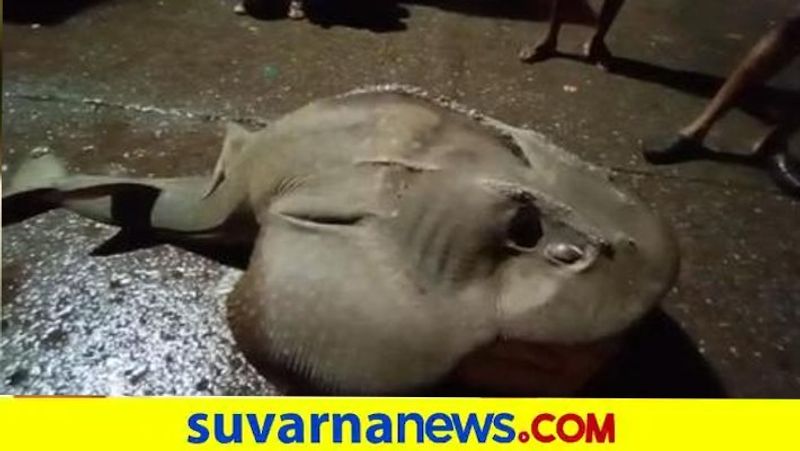 helicopter Fish Catches in malpe Beach snr