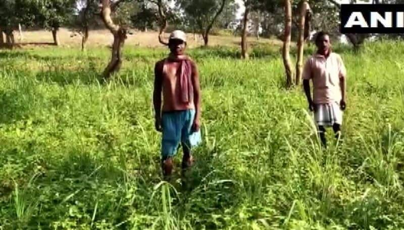 farmers in Khunti forgo opium cultivation and embrace lemongrass