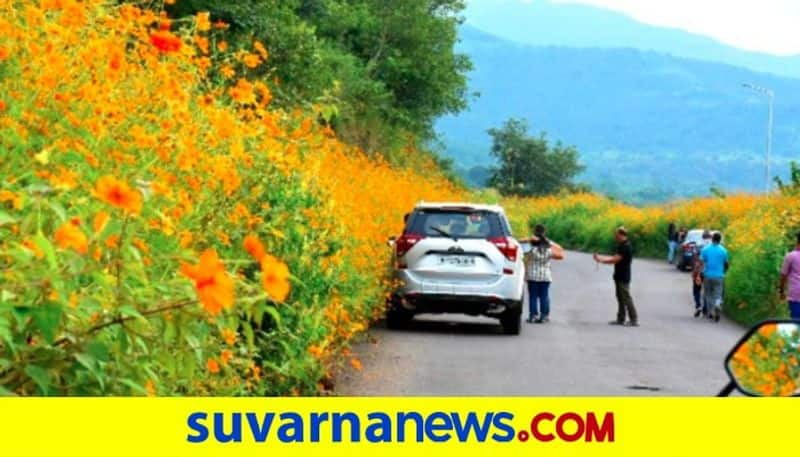 Thousands Of Yellow Cosmos Flowers Bloomed In Pune people click photos dpl