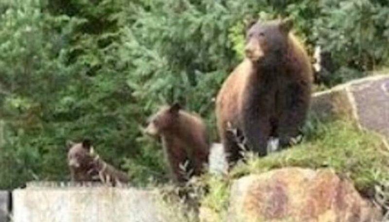 3 Bears Came to Village in Koppal grg