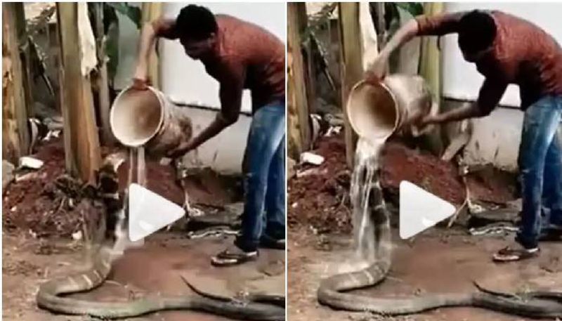 man  gave a bath to the cobra