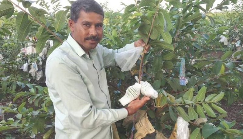 this farmer grows thai Guava and earns Rs 32 Lakh per year