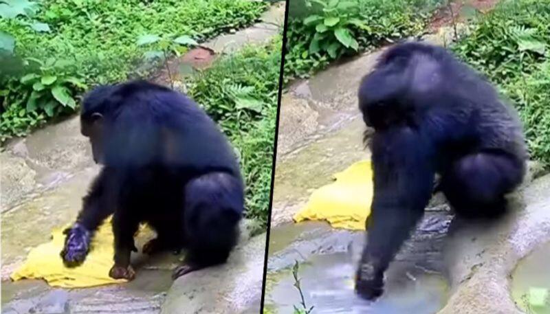 Intelligent Chimpanzee washes clothes with soap and brush-like humans; watch video - gps