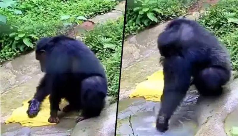 chimpanzee washing clothes video