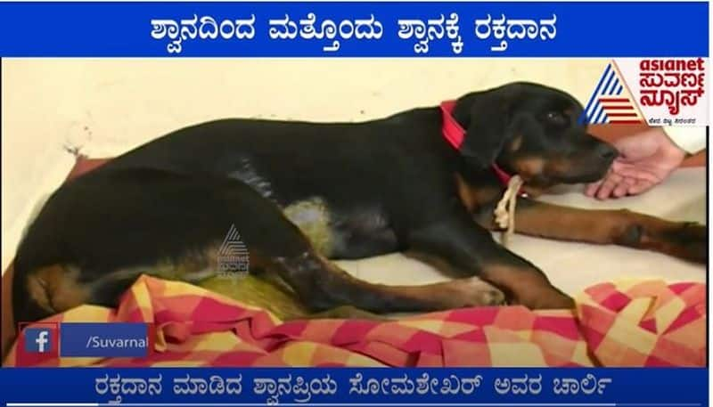 Rottweiler saved by getting blood from German Shepherd dog Dharwad mah