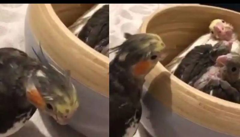 parrot playing peekaboo video