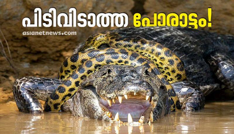 anaconda fight with crocodile at cuiaba river brazil