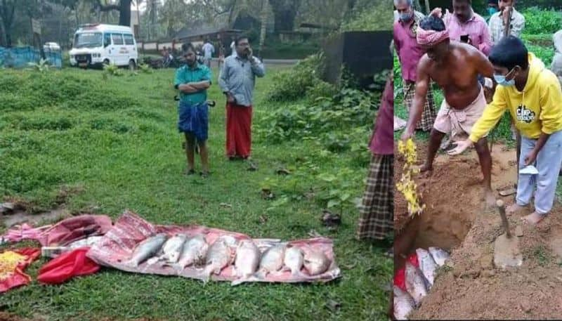 about Kulathupuzha Sastha Temple thirumakkal fish viral post