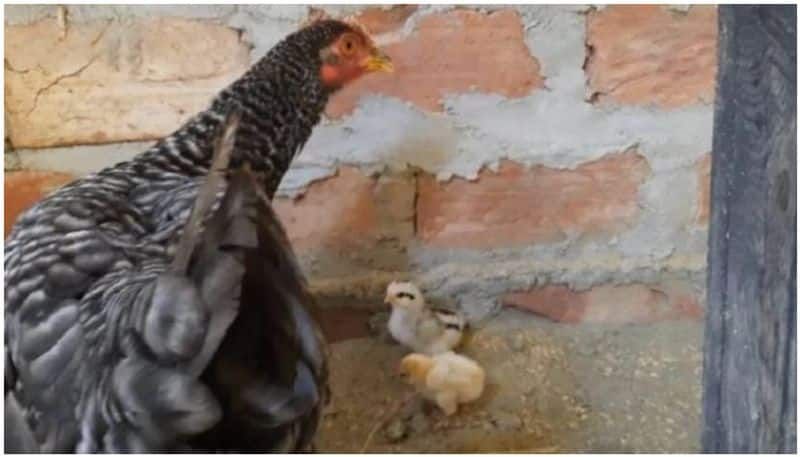 hen gives birth to 4 chick without egg in assam