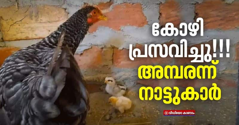 Hen Gives Birth to 4 Chicks Without laying Eggs