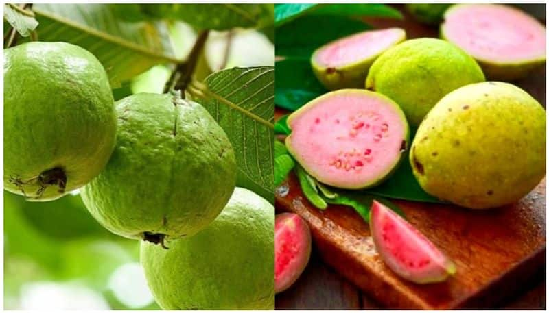 many health benefits are there for guava leaves from experts point of view