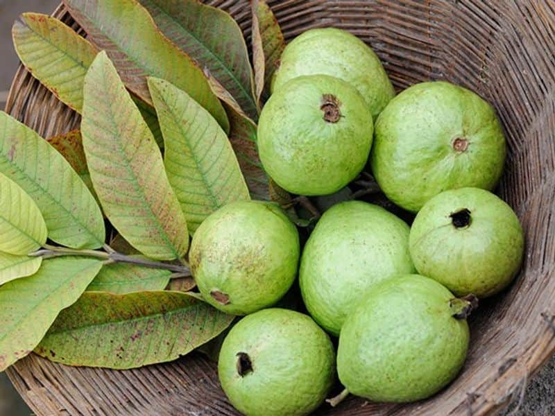 Health benefits of guava rsl