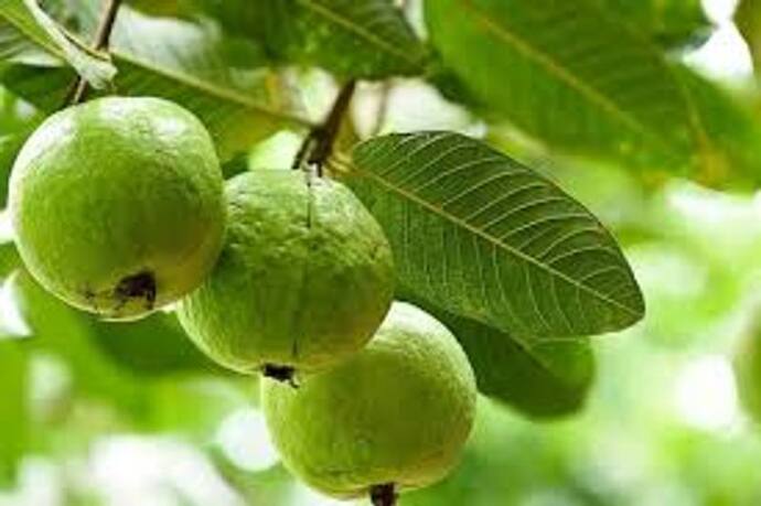 guava