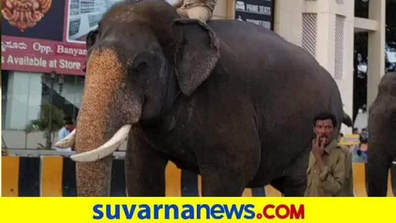 Elephant abhimanyu successfully Carried Golden ambari in Mysuru Dasara snr