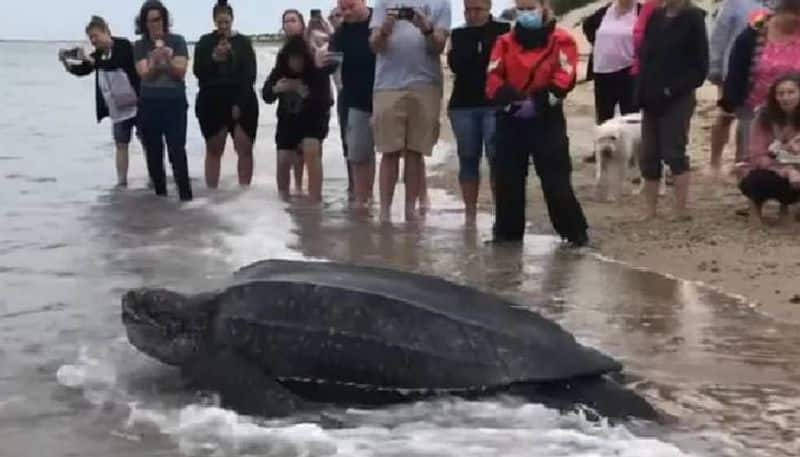 272 kg  sea turtle gets stuck in mudflat rescued