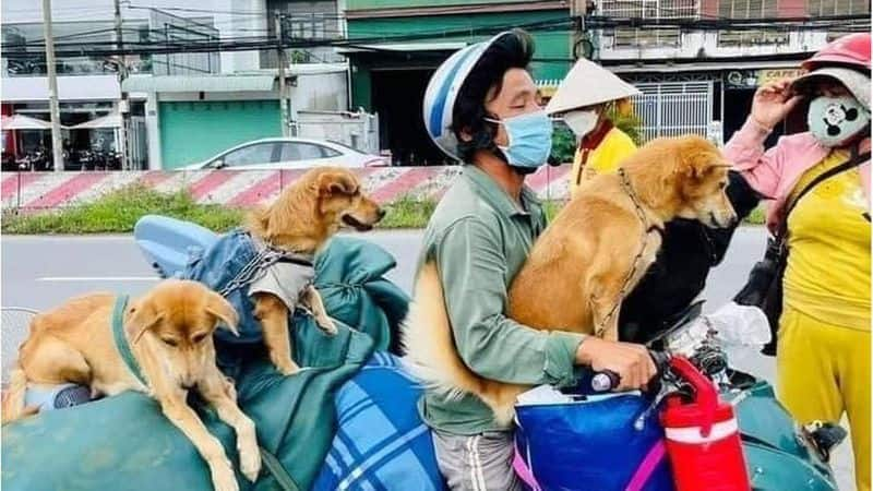 vietnamese authorities killed 12 pet dogs over fears the animals could spread covid virus