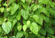 Paan Ka Patta  Life-changing benefits of betel leaf you did not know about iwh