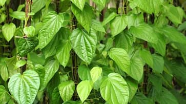 Paan Ka Patta  Life-changing benefits of betel leaf you did not know about iwh