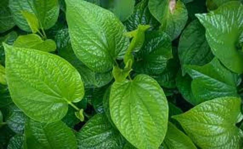 health benefits of betel leaves and remedies 