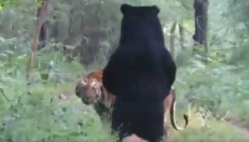 tiger and bear in same path video