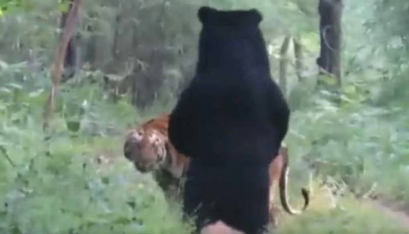 tiger and bear in same path video